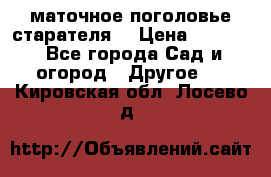 маточное поголовье старателя  › Цена ­ 3 700 - Все города Сад и огород » Другое   . Кировская обл.,Лосево д.